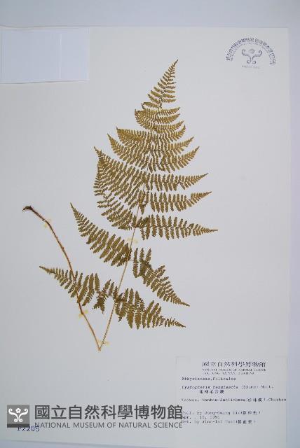 粗柄毛冷蕨藏品圖，第1張