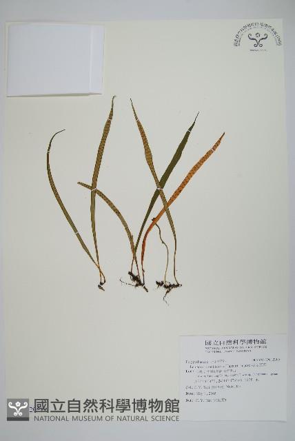 擬芨瓦葦藏品圖，第1張