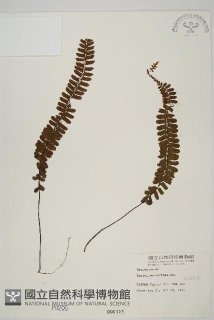 生芽鐵角蕨藏品圖，第1張