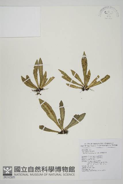 叢葉鐵角蕨藏品圖，第1張