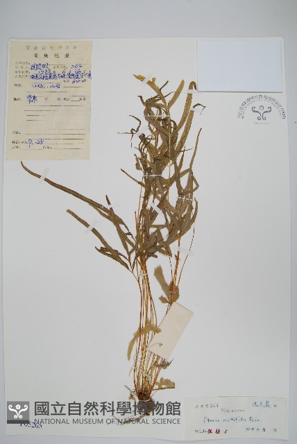 鳳尾蕨藏品圖，第1張