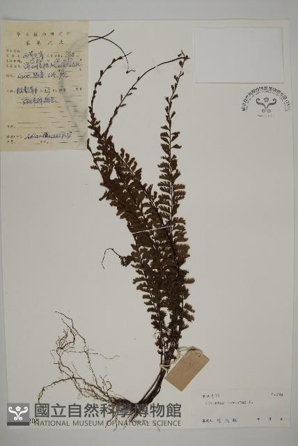 鞭葉鐵線蕨藏品圖，第1張