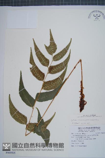 披針貫眾蕨藏品圖，第1張