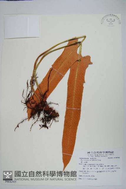 盧山石葦藏品圖，第1張