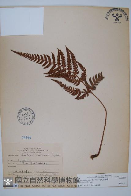 南海鱗毛蕨藏品圖，第1張