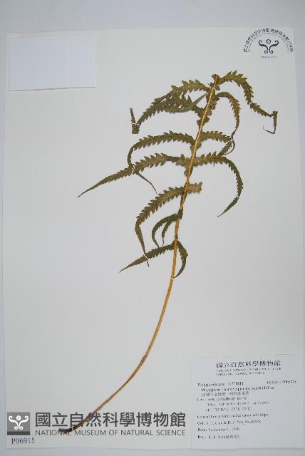 翅軸假金星蕨、短柄卵果蕨藏品圖，第1張