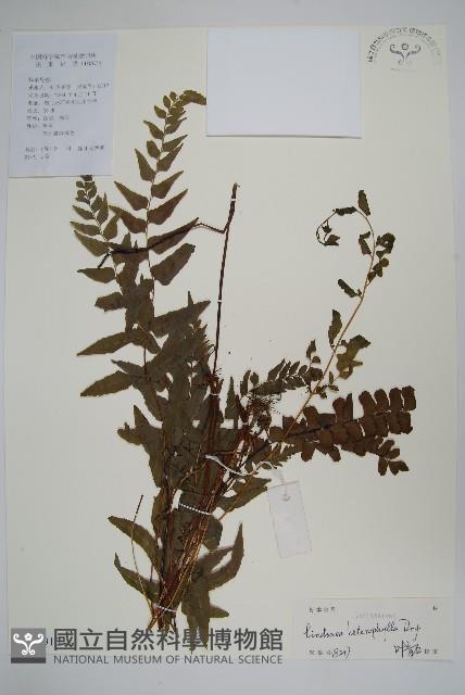異葉鱗始蕨藏品圖，第1張