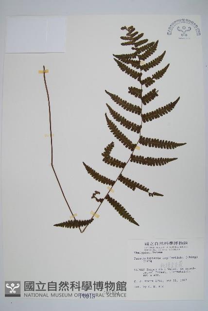 鈍頭副金星蕨藏品圖，第1張