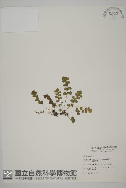 鐵線蕨藏品圖，第1張