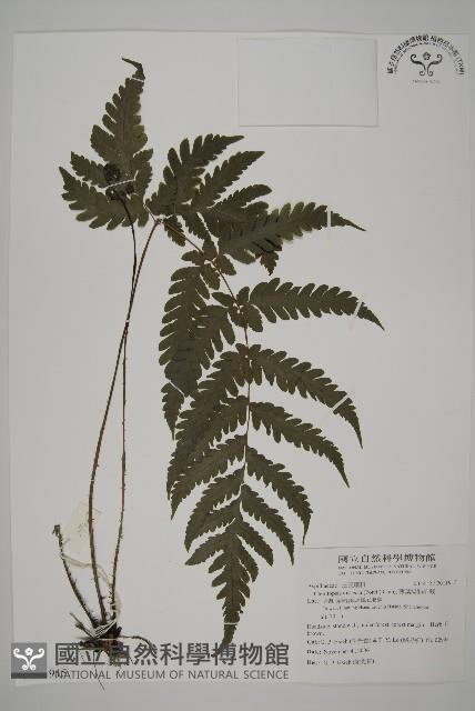 薄葉擬肋毛蕨藏品圖，第1張