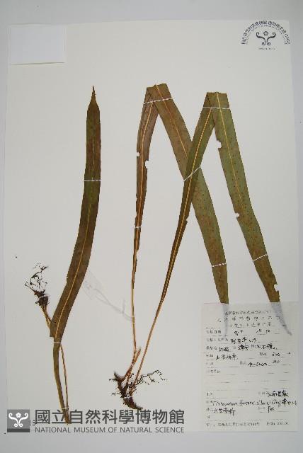 大星蕨藏品圖，第1張