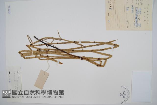 芼管草藏品圖，第1張