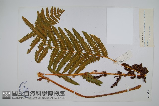 登錄號:P003915藏品圖，第1張