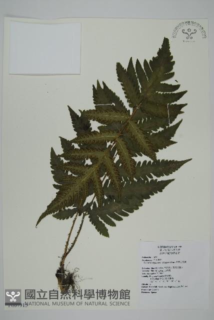 排灣三叉蕨藏品圖，第1張