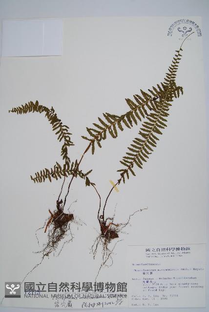 岩穴蕨藏品圖，第1張