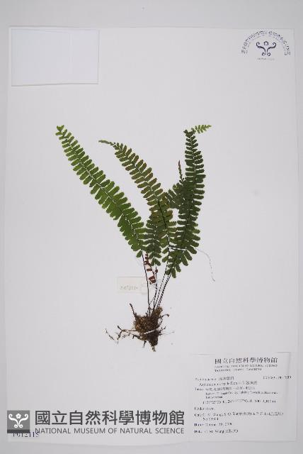 生芽鐵角蕨藏品圖，第1張