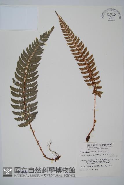 鐮葉耳蕨藏品圖，第1張