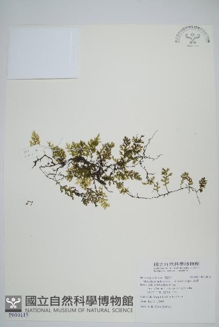 厚邊蕨藏品圖，第1張