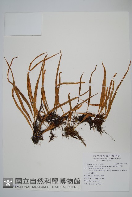 擬芨瓦葦藏品圖，第1張