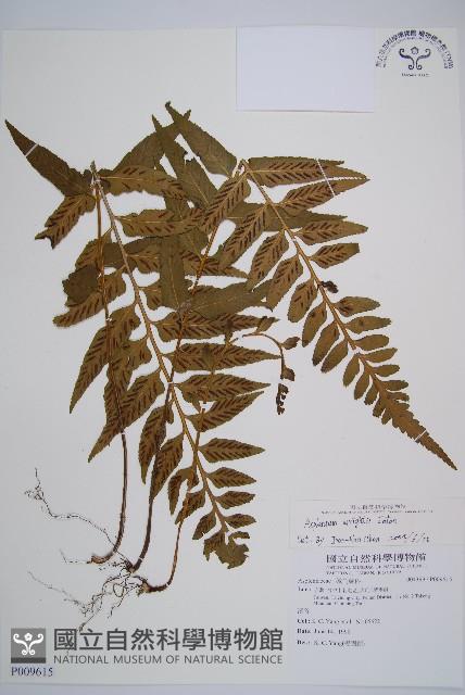 萊氏鐵角蕨藏品圖，第1張