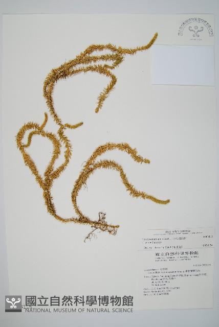 杉葉蔓石松藏品圖，第1張