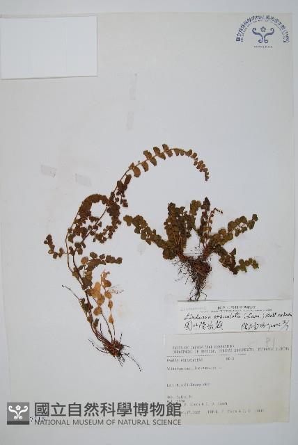 圓葉陵齒蕨藏品圖，第1張