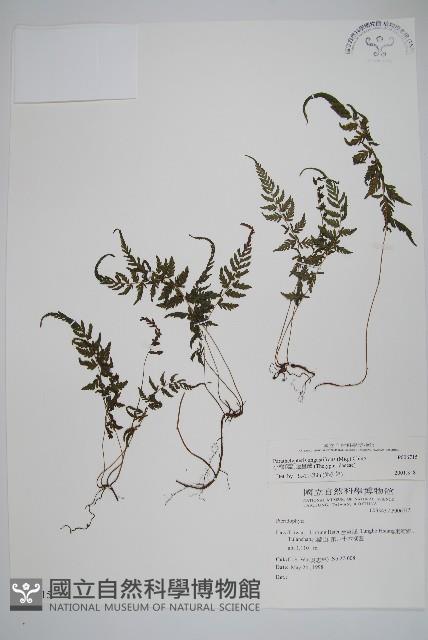 小梯葉副金星蕨藏品圖，第1張