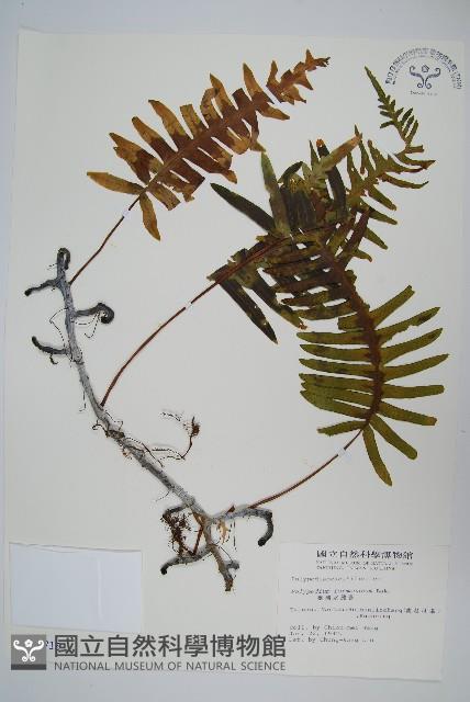 臺灣水龍骨藏品圖，第1張