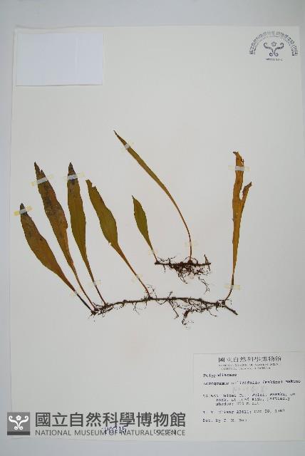 柳葉劍蕨藏品圖，第1張