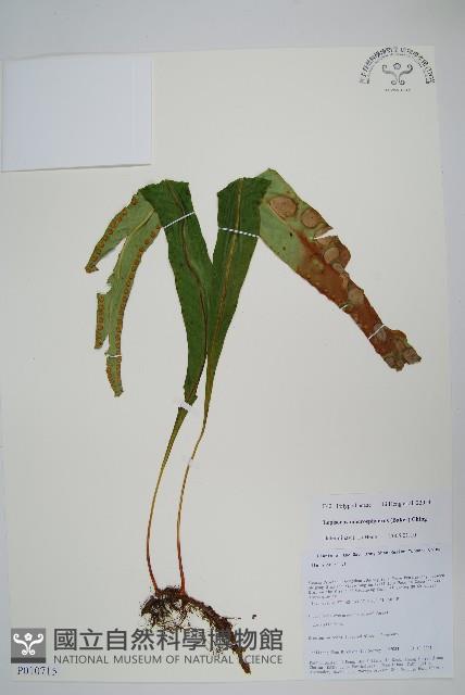 大瓦葦藏品圖，第1張