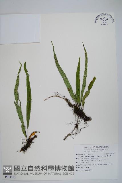 粵瓦葦藏品圖，第1張