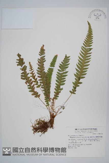 翅軸假金星蕨、短柄卵果蕨藏品圖，第1張