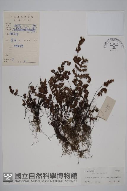 登錄號:P004715藏品圖，第1張