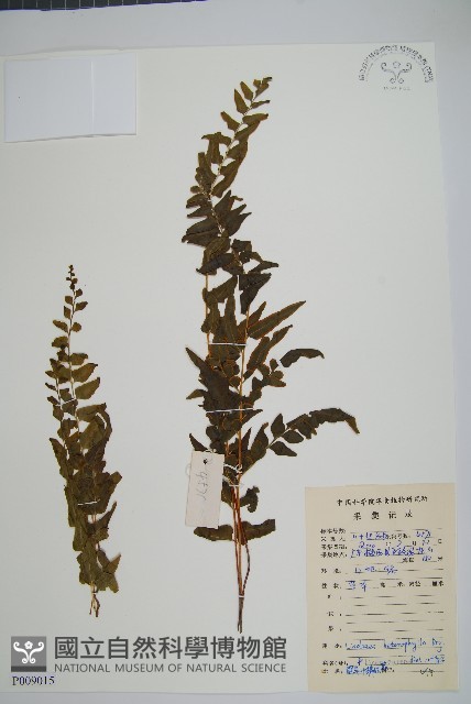 異葉鱗始蕨藏品圖，第1張