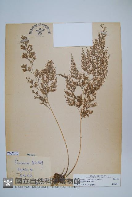 日本金粉蕨藏品圖，第1張