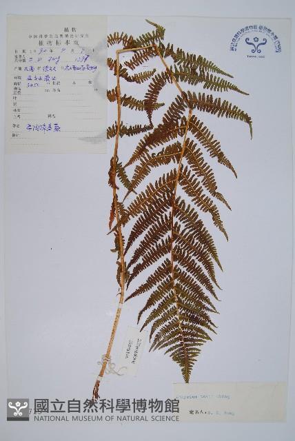 希陶蹄蓋蕨藏品圖，第1張