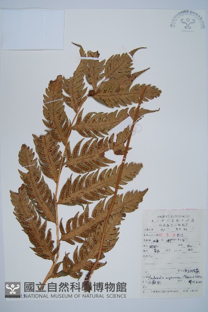 生芽狗脊蕨、頂芽狗脊蕨藏品圖，第1張