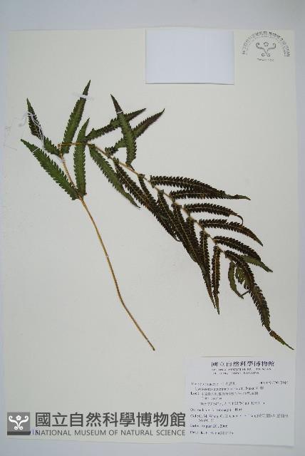 毛蕨藏品圖，第1張