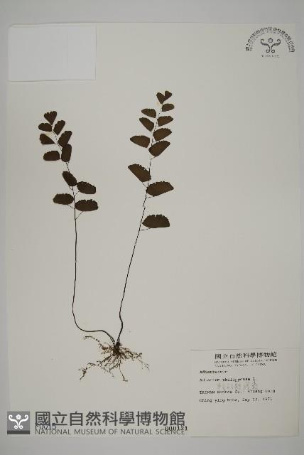 半月形鐵線蕨藏品圖，第1張