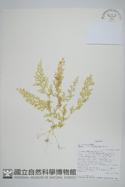 登錄號:P010015藏品圖，第1張