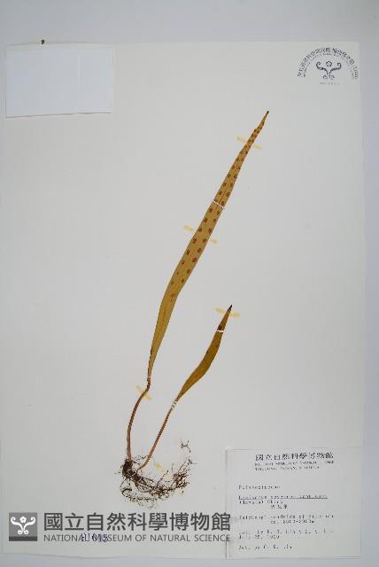 麟瓦葦、川上氏瓦葦藏品圖，第1張