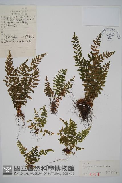 登錄號:P004015藏品圖，第1張