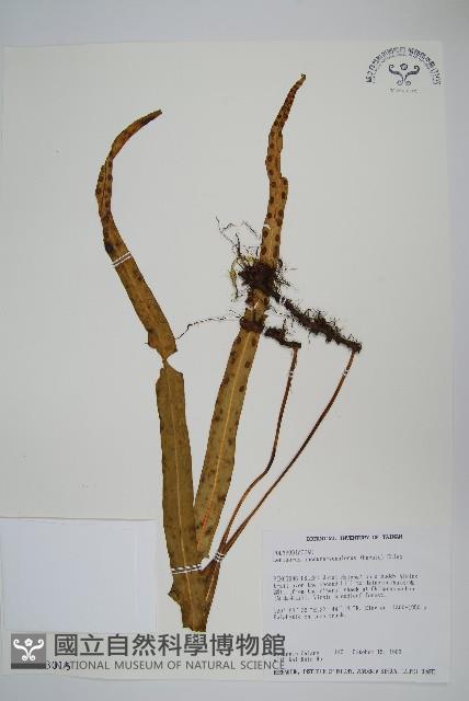 麟瓦葦、川上氏瓦葦藏品圖，第1張