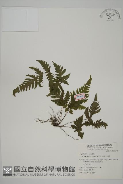 薄葉三叉蕨藏品圖，第1張