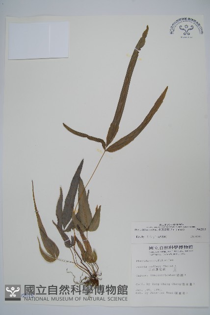 岩鳳尾蕨藏品圖，第1張