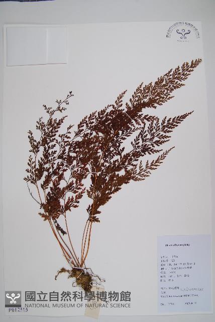 烏蕨藏品圖，第1張