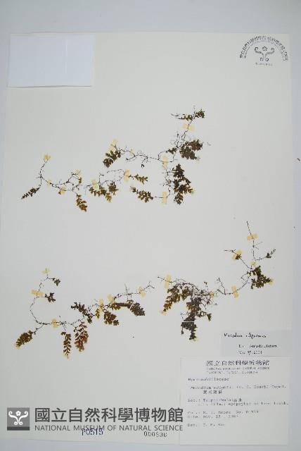 長毛蕗蕨藏品圖，第1張