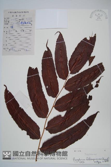 紅色新月蕨藏品圖，第1張