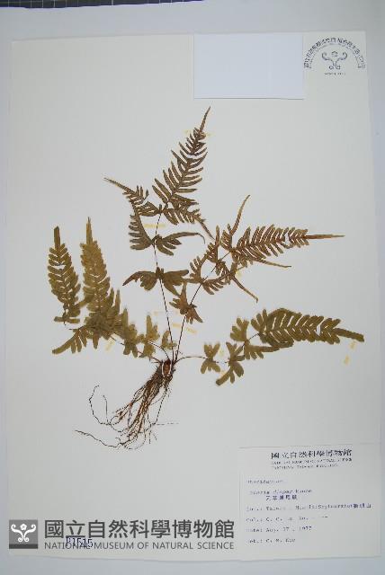 天草鳳尾蕨藏品圖，第1張