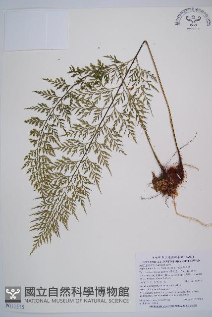 威氏鐵角蕨藏品圖，第1張